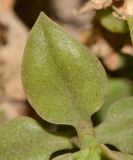 Aptenia × vascosilvae