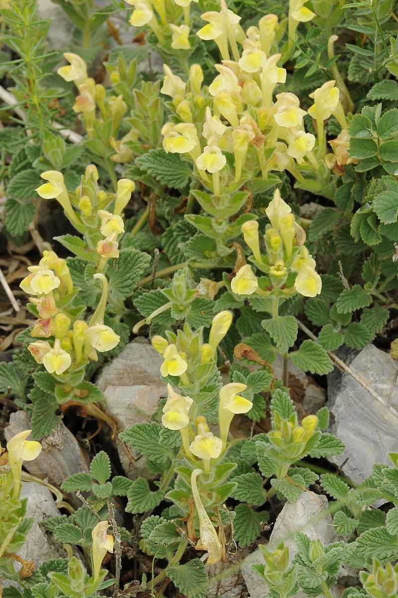 Image of Scutellaria linczewskii specimen.