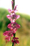 Gladiolus imbricatus. Часть соцветия. Украина, Донецкая обл., Тельмановский р-н, правый берег р. Кальмиус западнее с. Красный Октябрь, увлажнённое место на выходах гранита. Конец мая 2002 г.