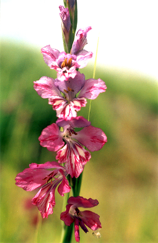 Image of Gladiolus imbricatus specimen.