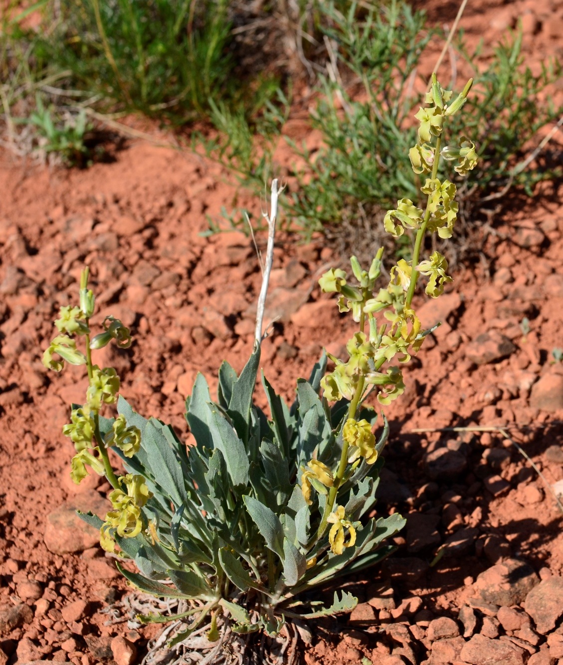Image of Matthiola superba specimen.