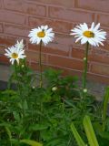 Leucanthemum maximum