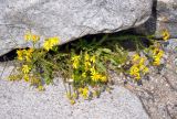 Senecio vernalis. Цветущее растение. Северная Осетия, Ирафский р-н, долина р. Танадон, ≈ 1800 м н.у.м., каменистый берег реки. 05.07.2016.