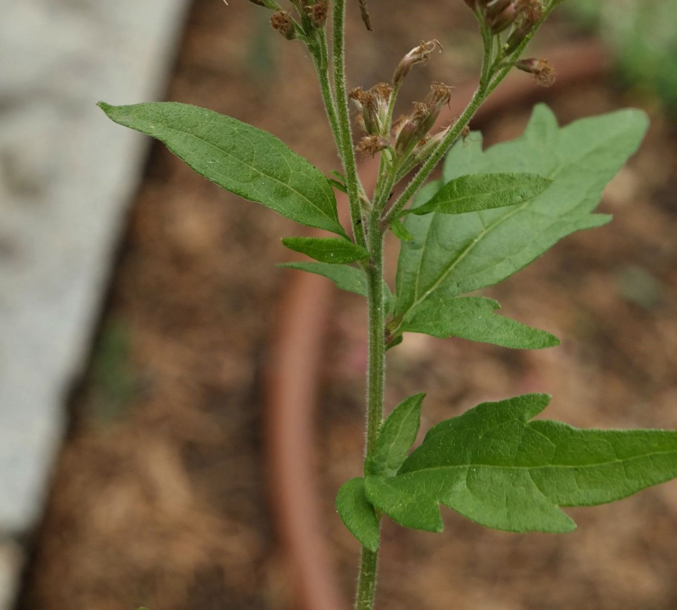 Изображение особи Eupatorium cannabinum.