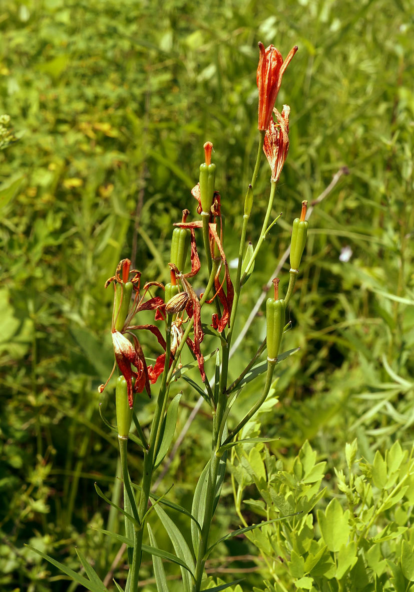 Image of Lilium buschianum specimen.
