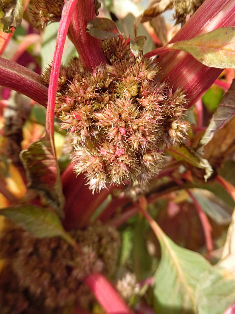 Image of Amaranthus tricolor specimen.