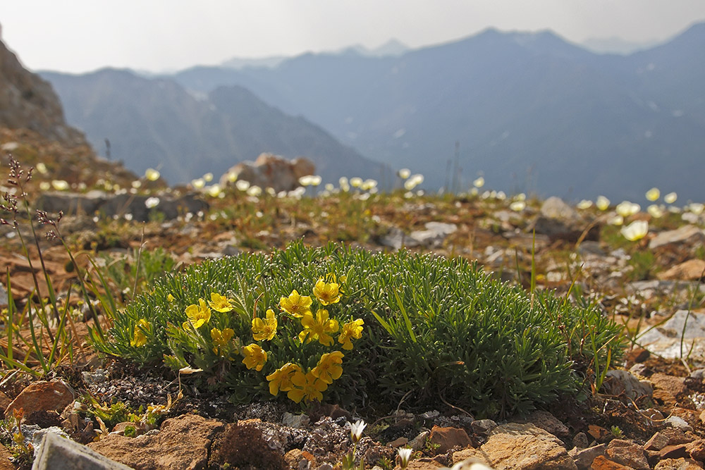 Изображение особи Potentilla biflora.