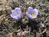 Pulsatilla turczaninovii