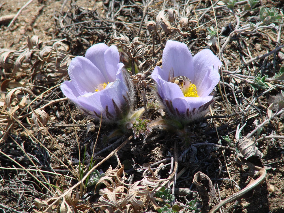 Image of Pulsatilla turczaninovii specimen.