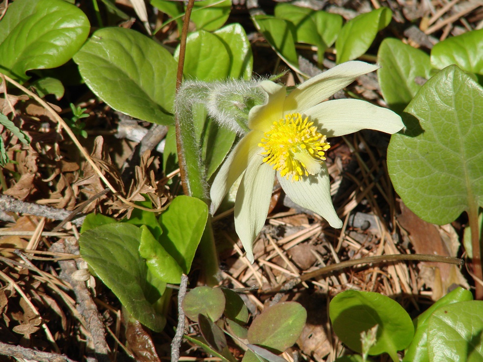 Изображение особи Pulsatilla orientali-sibirica.