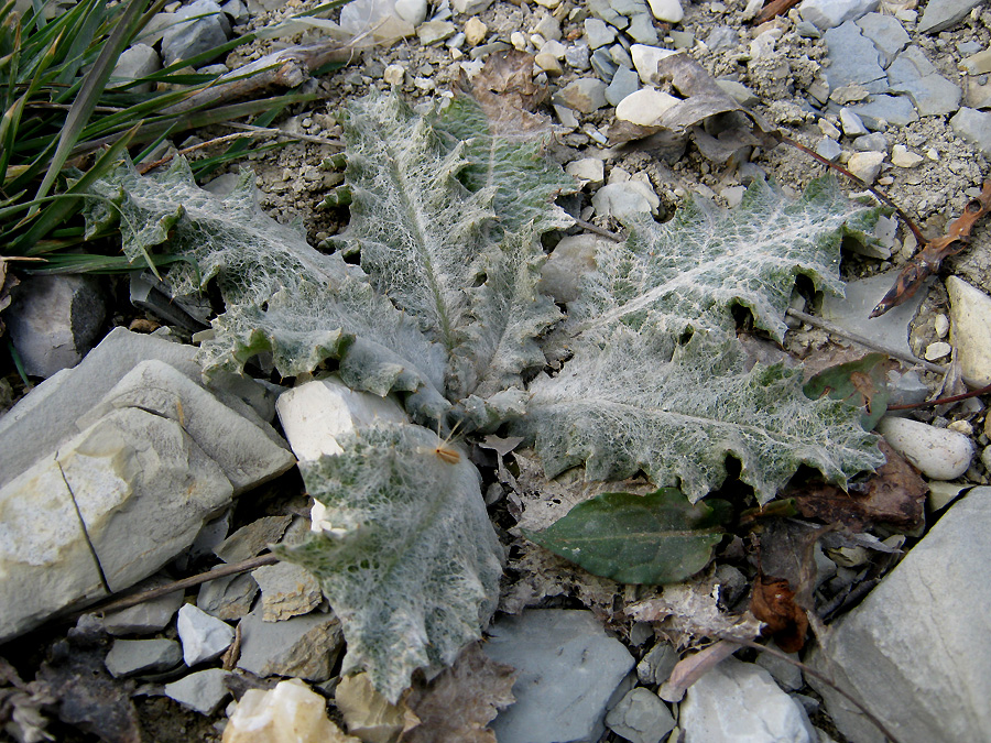 Image of Onopordum acanthium specimen.