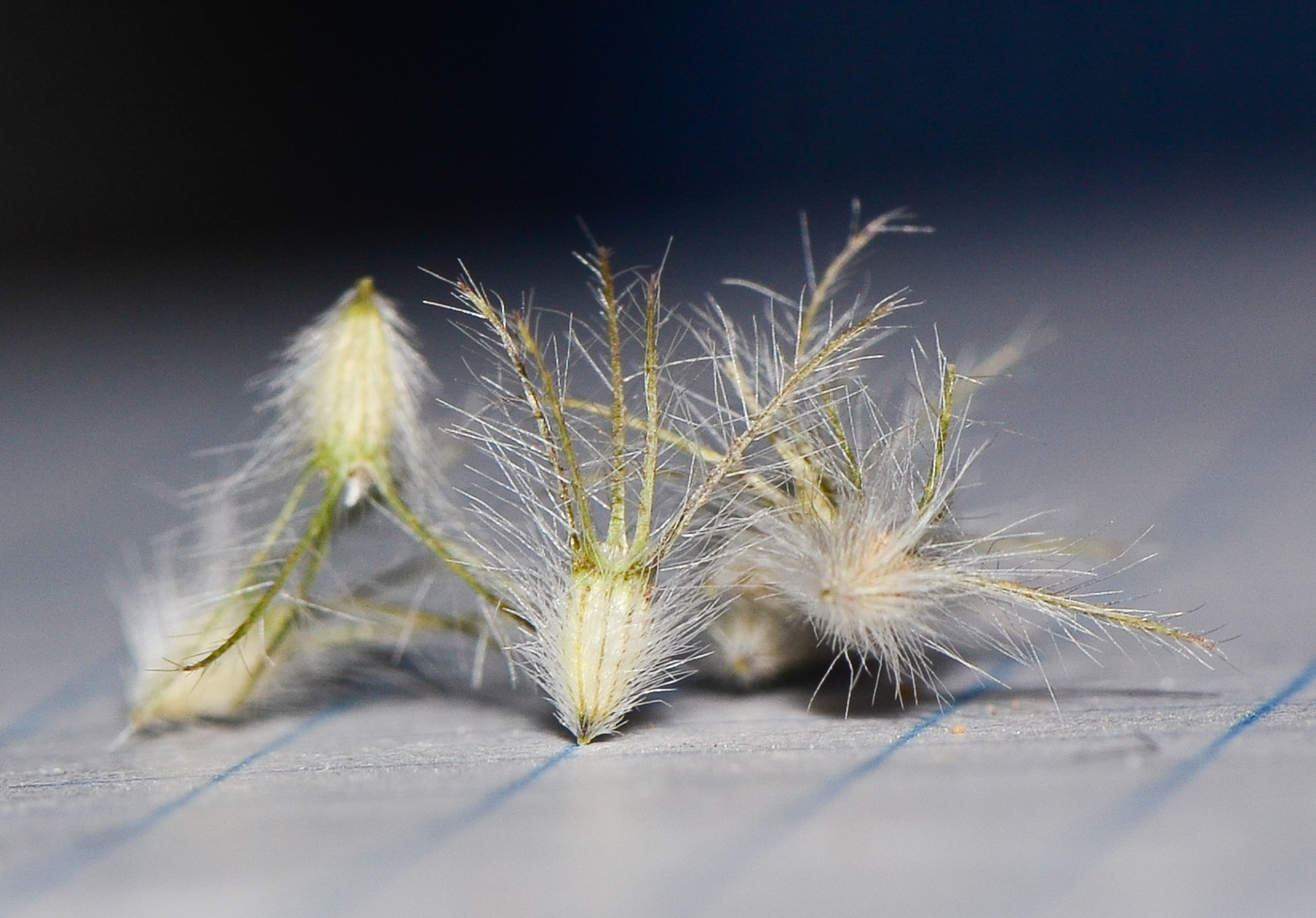 Image of Trifolium prophetarum specimen.