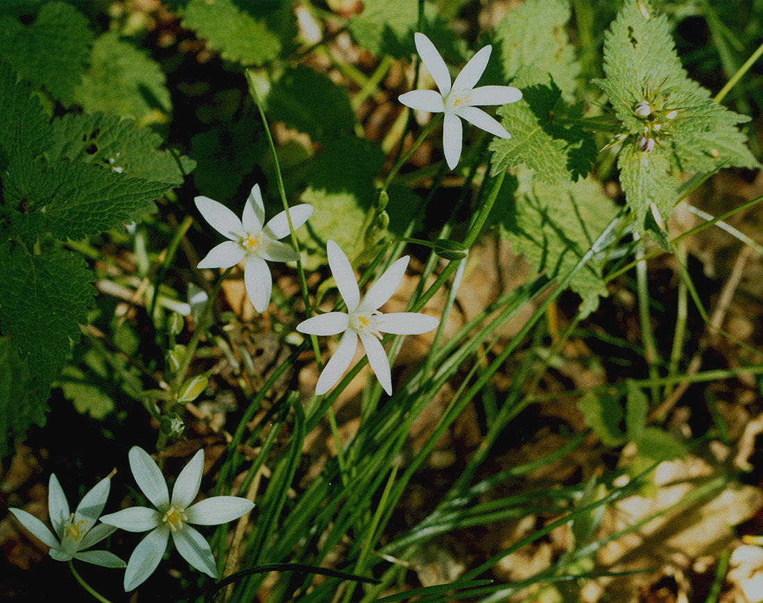 Image of Ornithogalum woronowii specimen.
