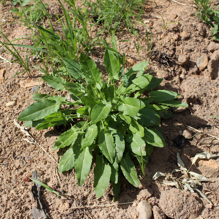 Image of Rumex acetosa specimen.