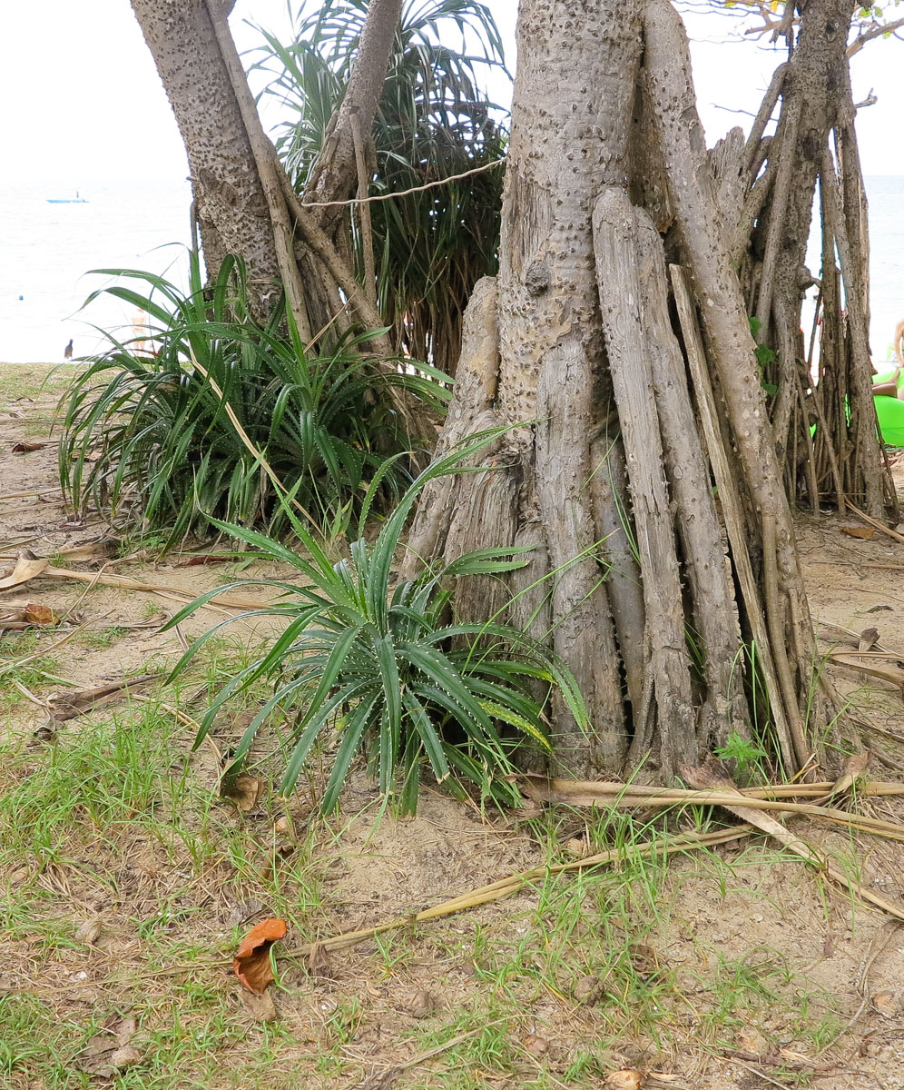 Изображение особи Pandanus tectorius.