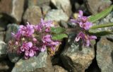 Stachys aspera