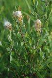 Salix myrtilloides. Верхушка женского растения с соплодиями со зрелыми раскрывающимися плодами. Амурская обл., Магдагачинский р-н, окр. пос. Магдагачи, сырой луг вдоль берега водохранилища (р. Горчаки). 29.06.2016.