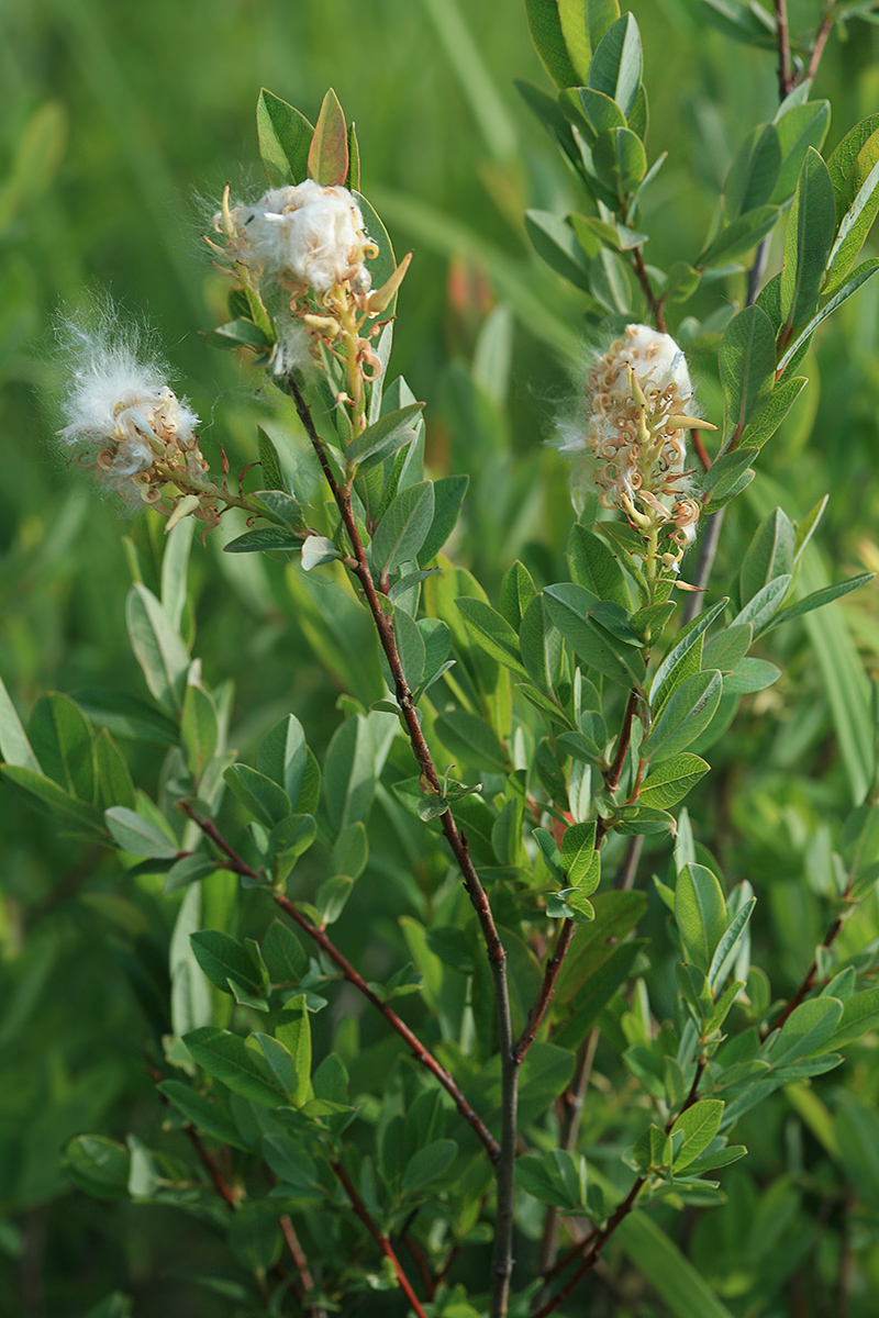 Image of Salix myrtilloides specimen.