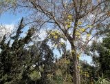 Handroanthus chrysanthus