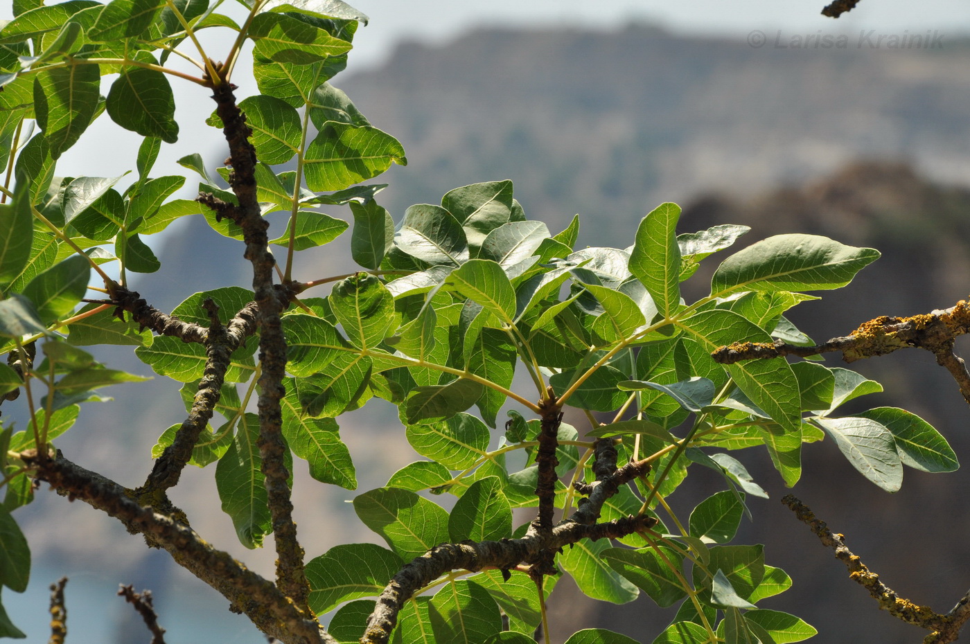 Image of Pistacia mutica specimen.