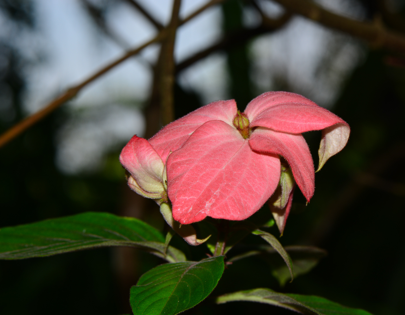 Изображение особи Mussaenda philippica.