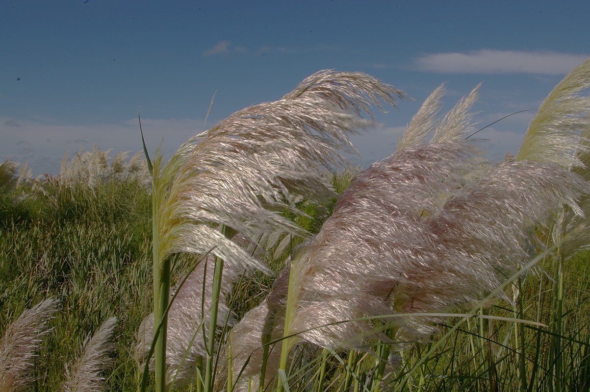 Изображение особи Cortaderia selloana.