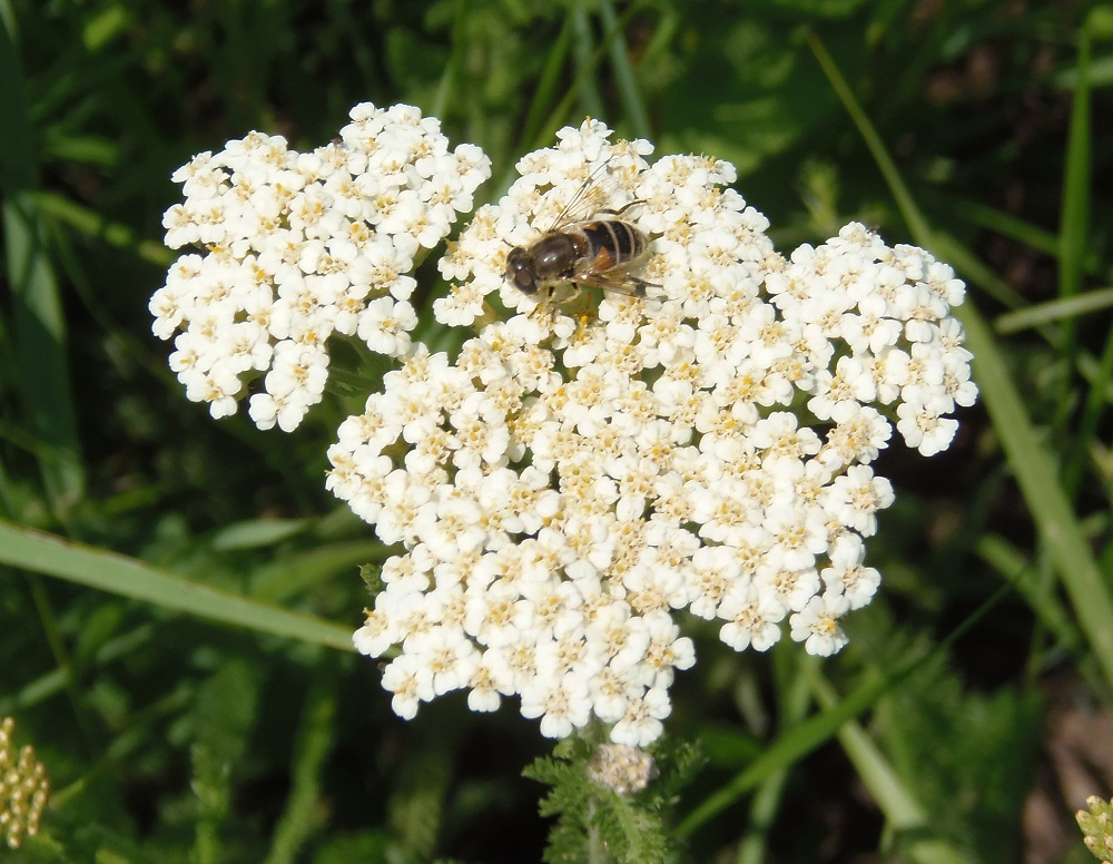 Image of Achillea millefolium specimen.