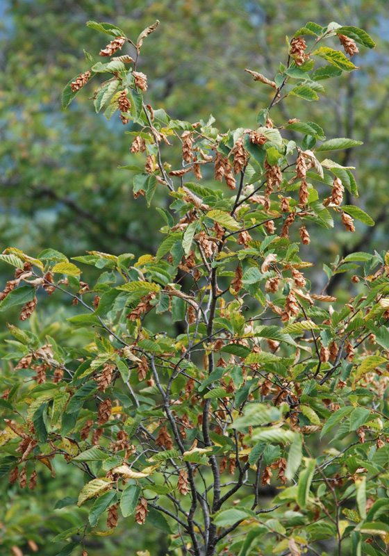 Изображение особи Ostrya carpinifolia.