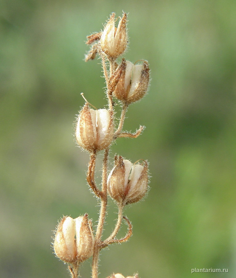 Image of Veronica praecox specimen.
