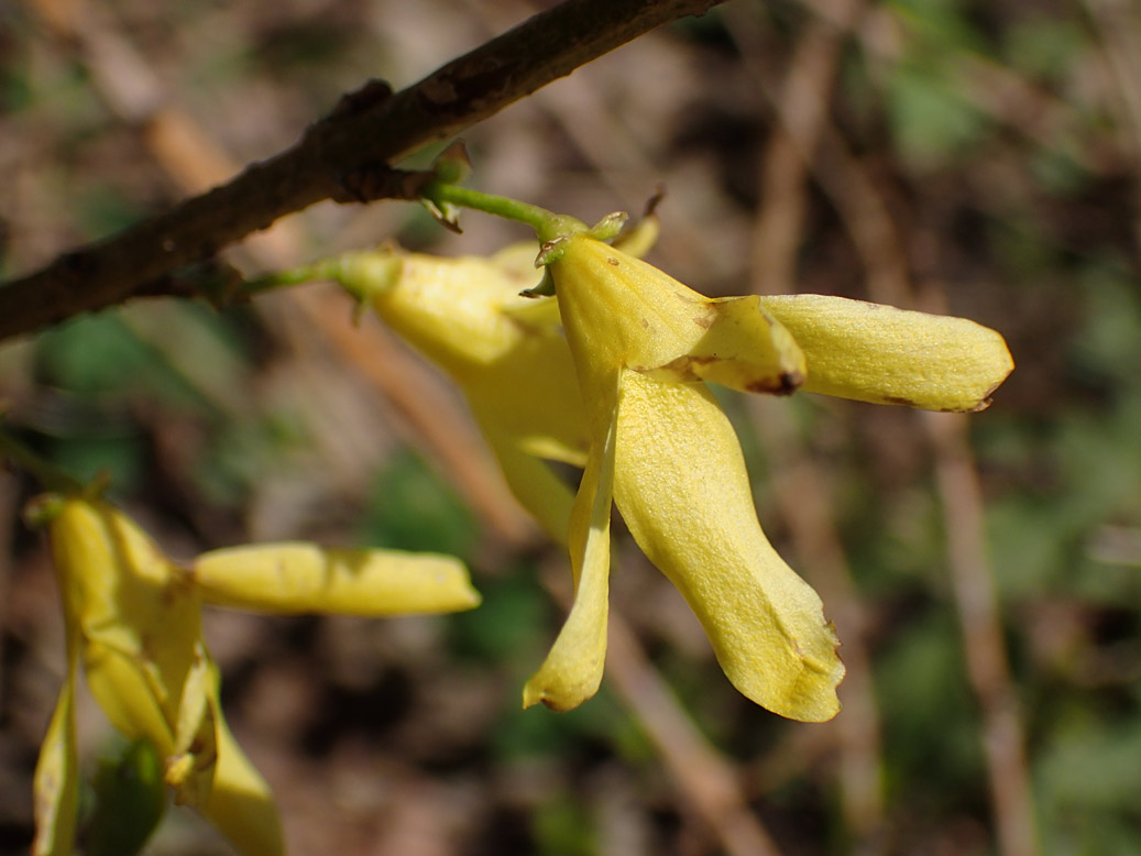 Изображение особи род Forsythia.