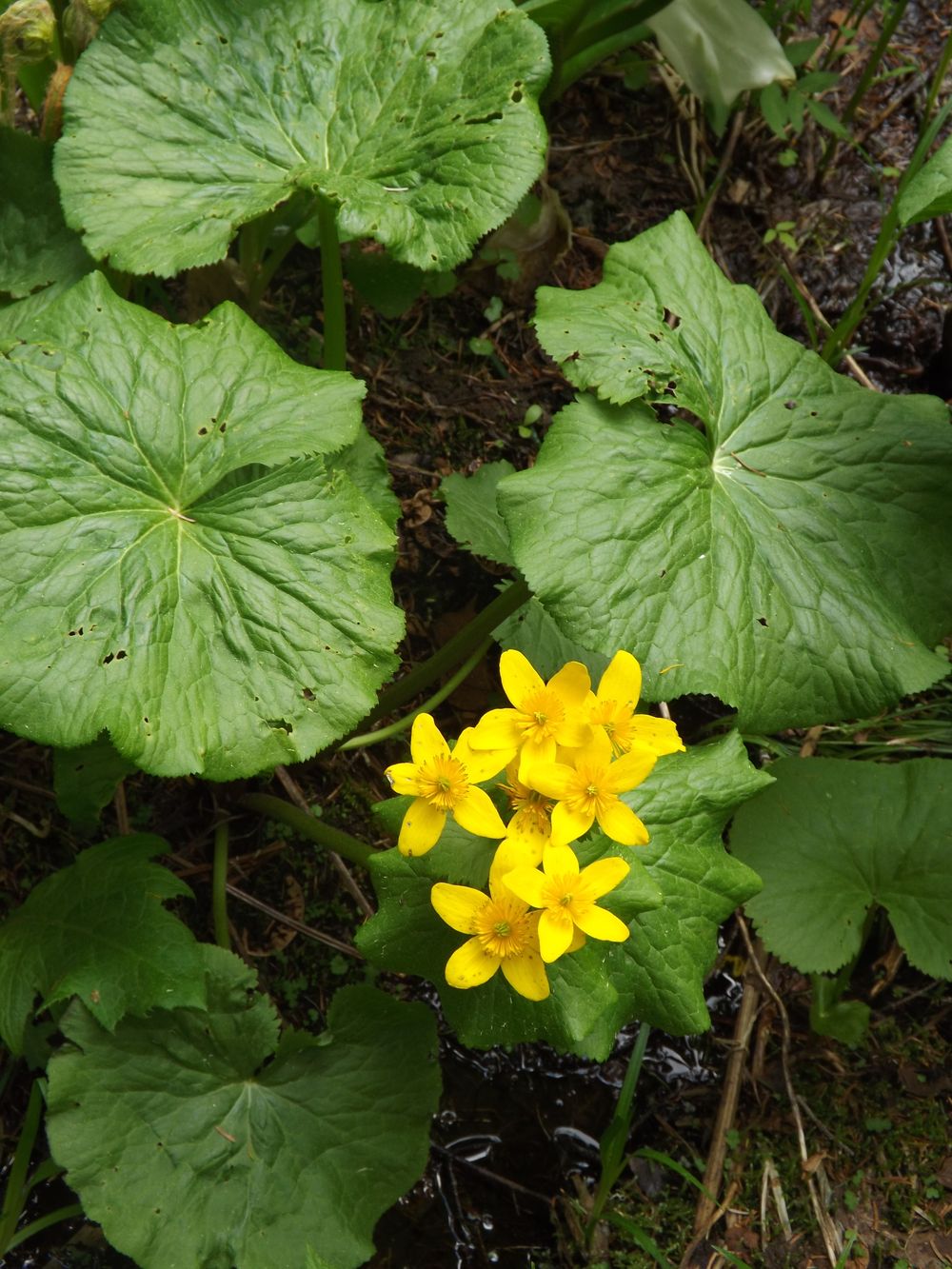 Изображение особи Caltha membranacea.