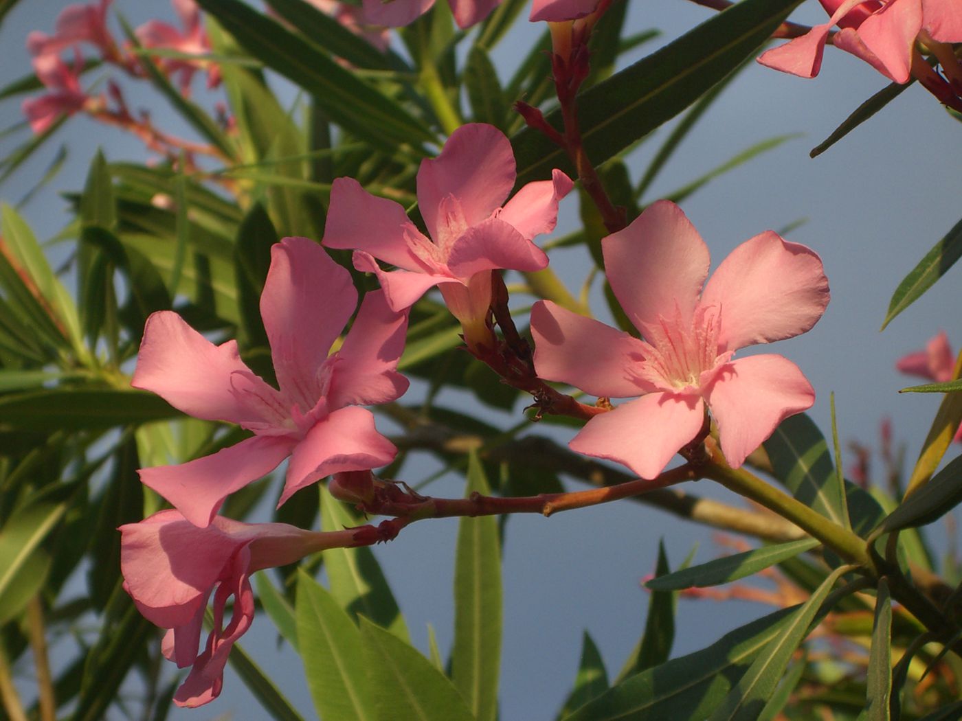 Image of Nerium oleander specimen.