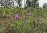 Dianthus versicolor