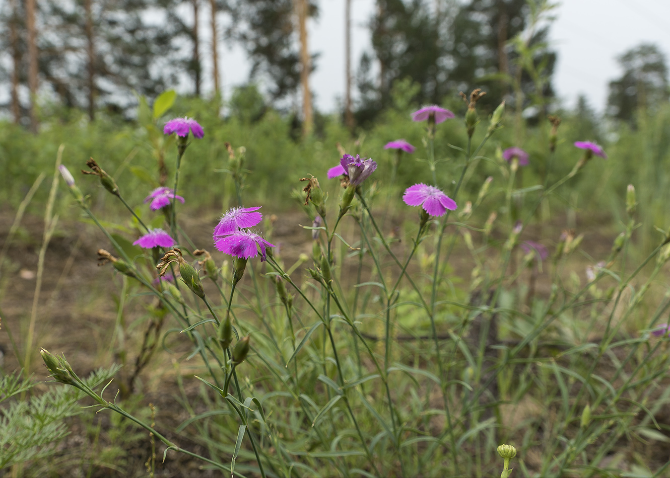 Изображение особи Dianthus versicolor.