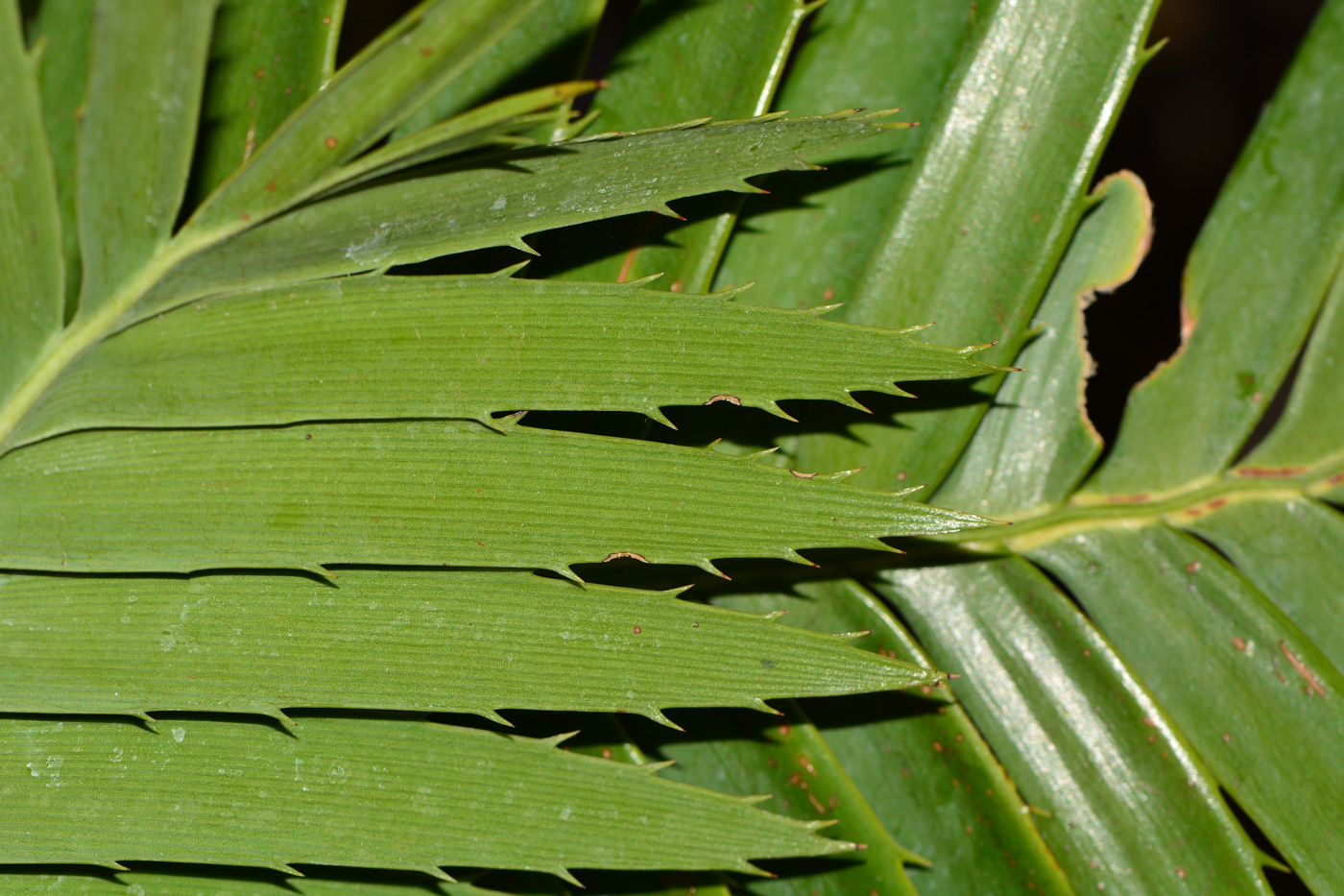 Изображение особи Dioon spinulosum.