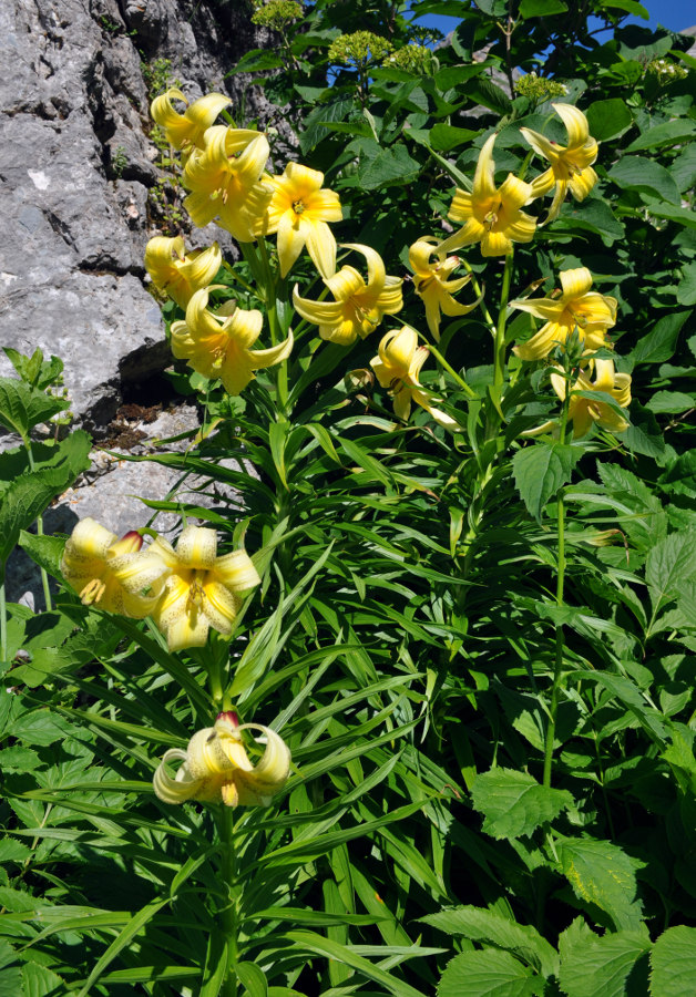 Image of Lilium monadelphum specimen.