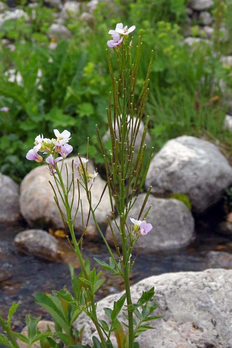Изображение особи Cardamine uliginosa.
