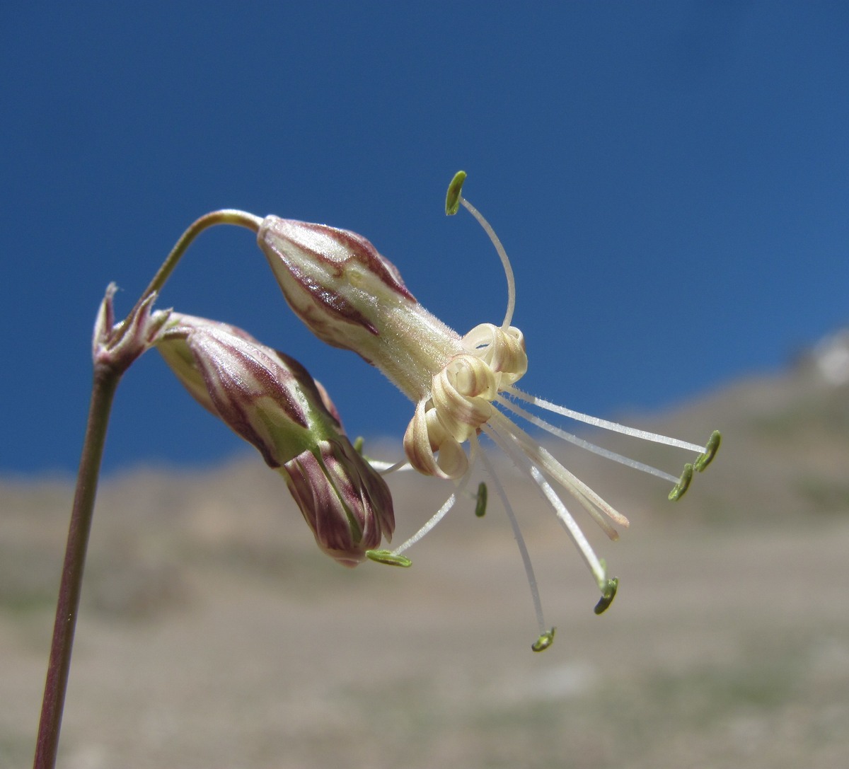 Изображение особи Silene saxatilis.