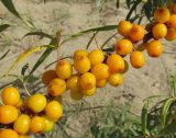 Hippophae rhamnoides. Часть ветви с плодами. Новосибирская обл., г. Новосибирск, окр. Академгородка, побережье Новосибирского вдхр., прибрежные пески. 5 августа 2017 г.