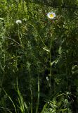 Leucanthemum ircutianum. Верхушка цветущего растения. Республика Алтай, Чемальский р-н, луг. 25.06.2010.