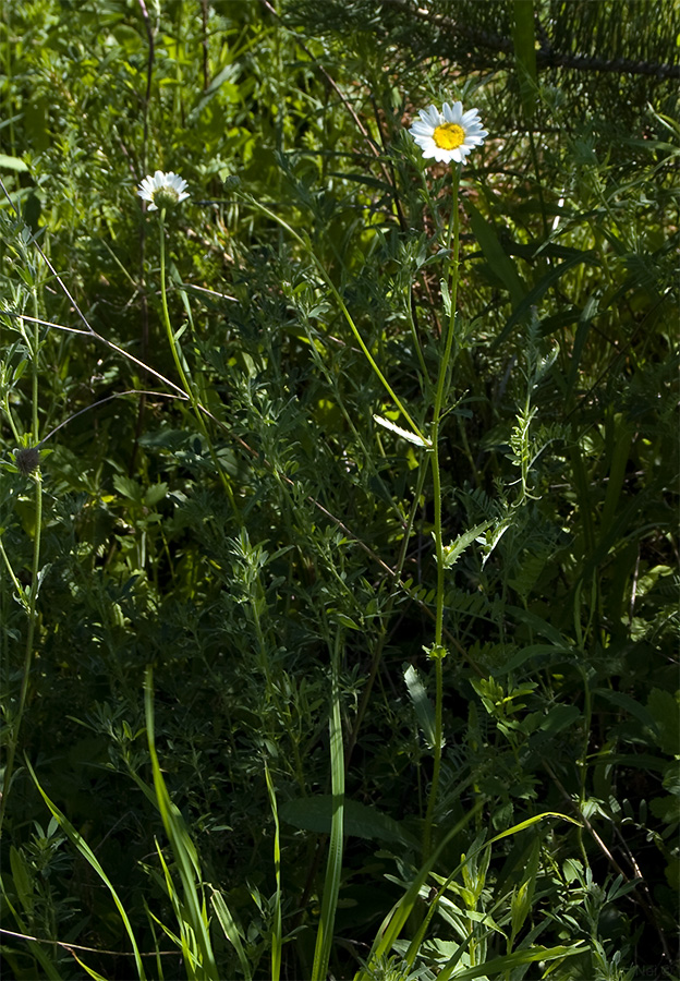 Image of Leucanthemum ircutianum specimen.