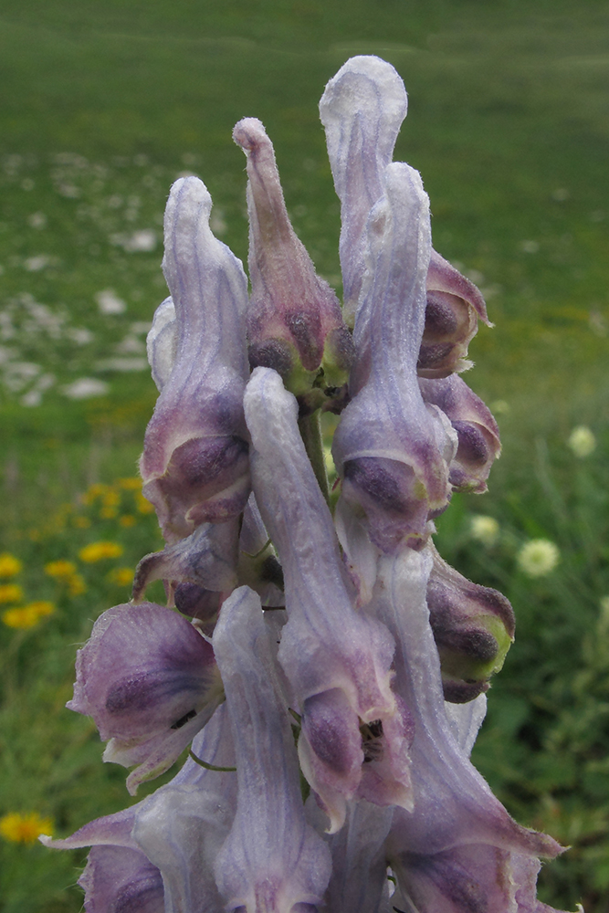 Изображение особи Aconitum orientale.