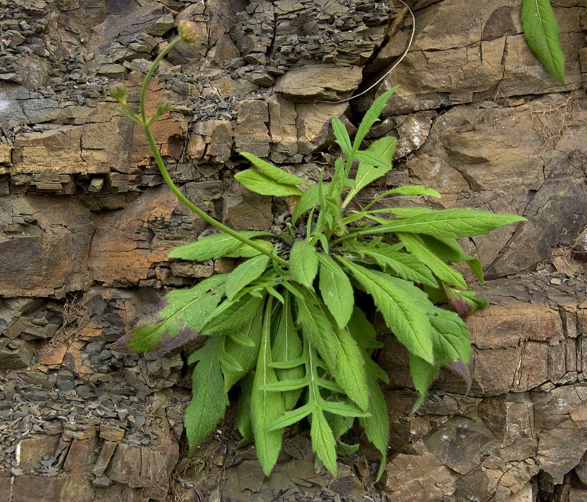 Image of Knautia arvensis specimen.