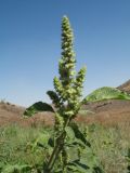 Amaranthus retroflexus. Верхушка побега с соцветием. Южный Казахстан, Сырдарьинский Каратау, горы Улькунбурултау, ≈ 700 м н.у.м., у солоноватого родника Карабастау. 1 сентября 2017 г.