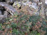 Alchemilla sericea
