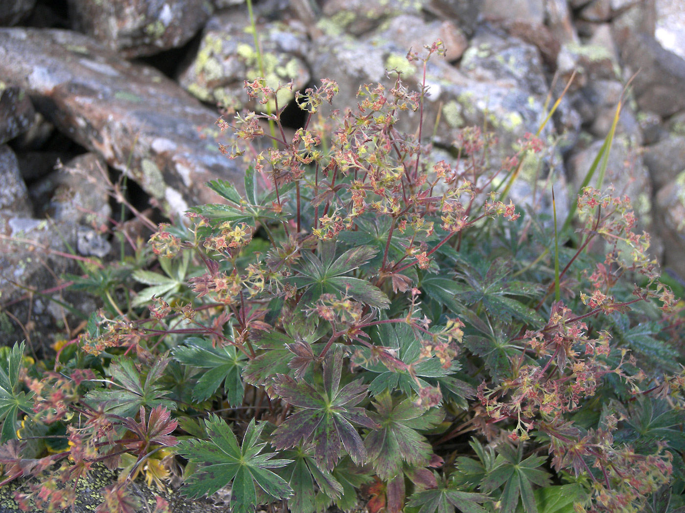 Изображение особи Alchemilla sericea.