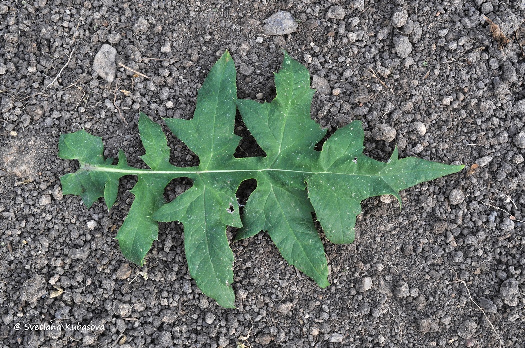 Image of Echinops bannaticus specimen.
