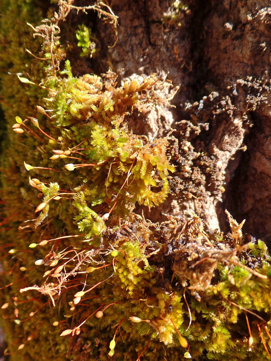 Image of Pylaisia selwynii specimen.