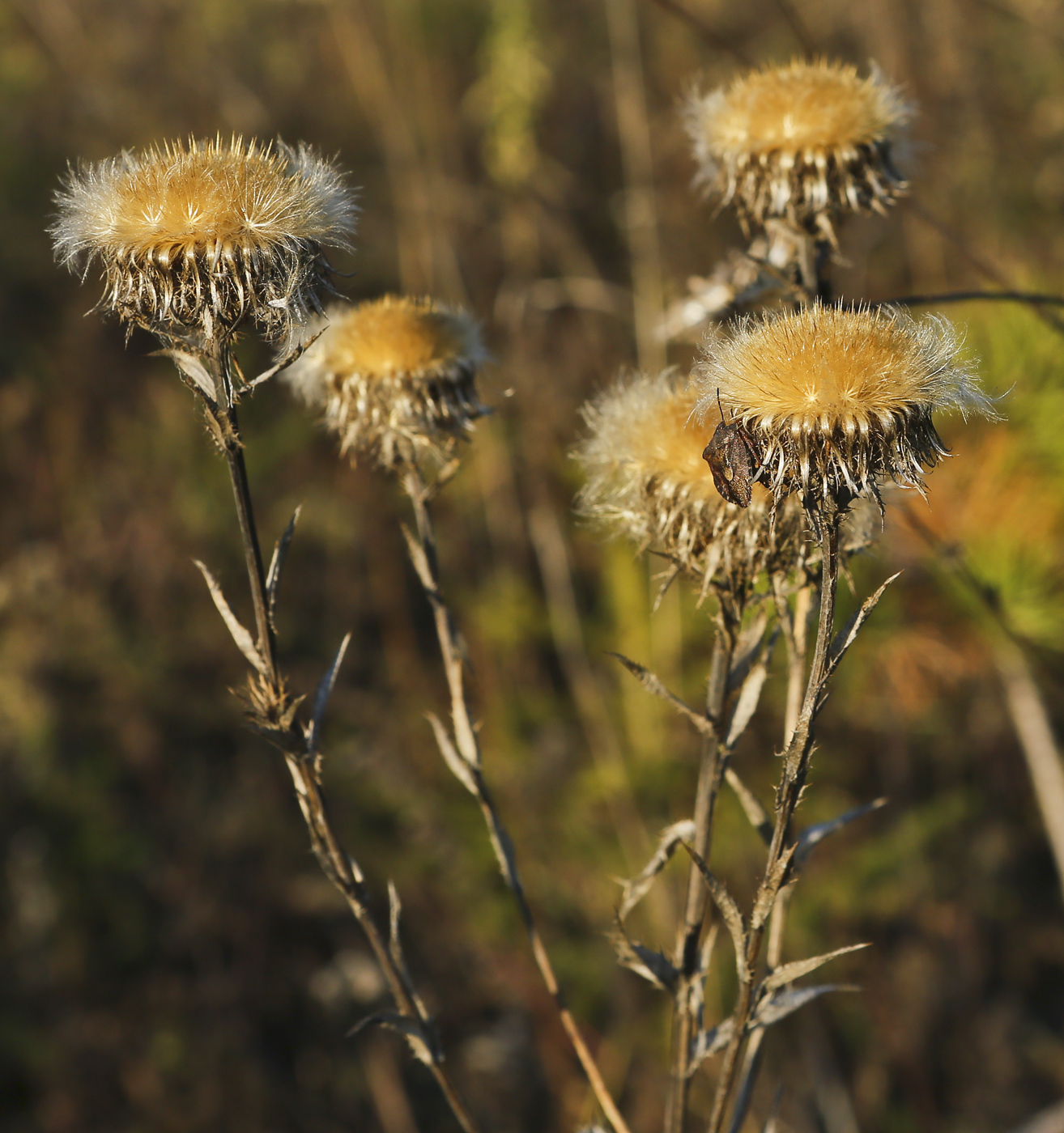 Image of Carlina vulgaris specimen.