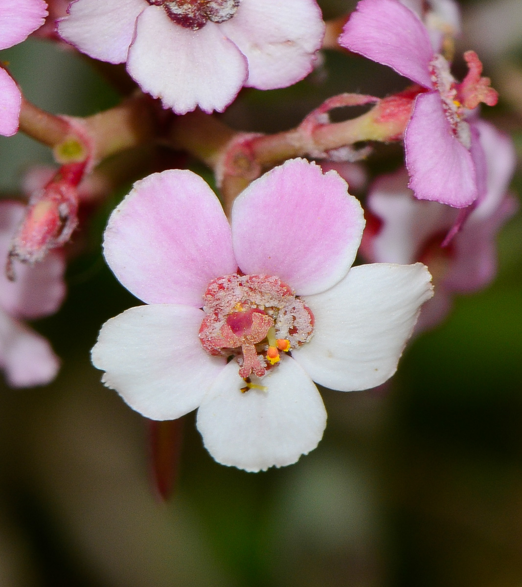 Изображение особи Euphorbia xanti.